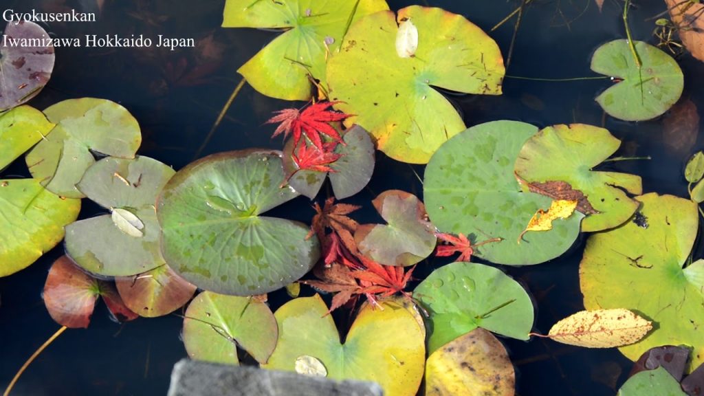 Autumn leaves Gyokusuien [Travel Hokkaido] Iwamizawa Japan 紅葉 玉泉館跡地公園 (日本庭園様式の公園) 岩見沢 北海道