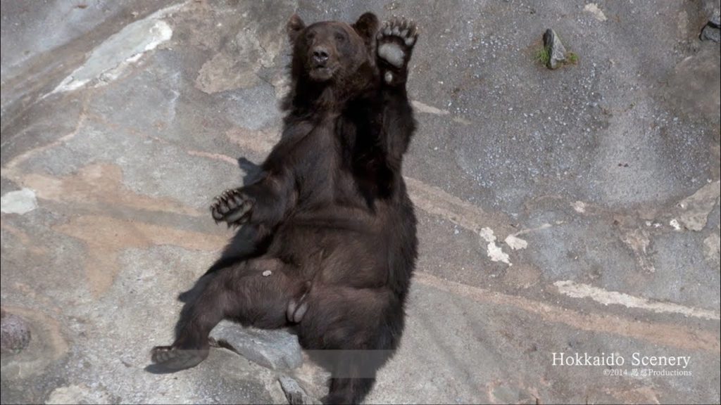 登別温泉  クマ牧場  Noboribetsu Bear Park Hokkaido JAPAN 登別温泉  クマ牧場  Noboribetsu Bear Park Hokkaido JAPAN