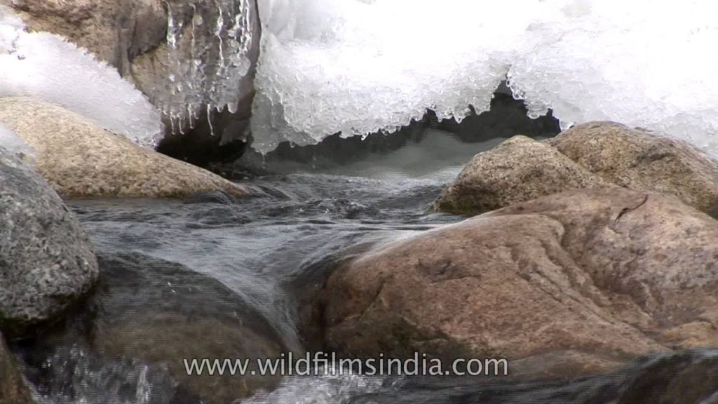An almost frozen stream in wintery Ladakh