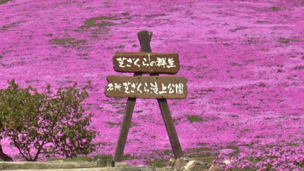 Shibazakura Bloom at Takinoue Park