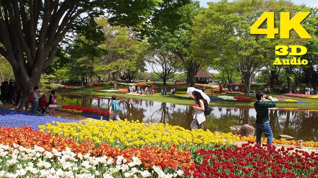 TOKYO.| チューリップ.| Tulip gardens at Showa Memorial Park 2018. #4K #昭和記念公園