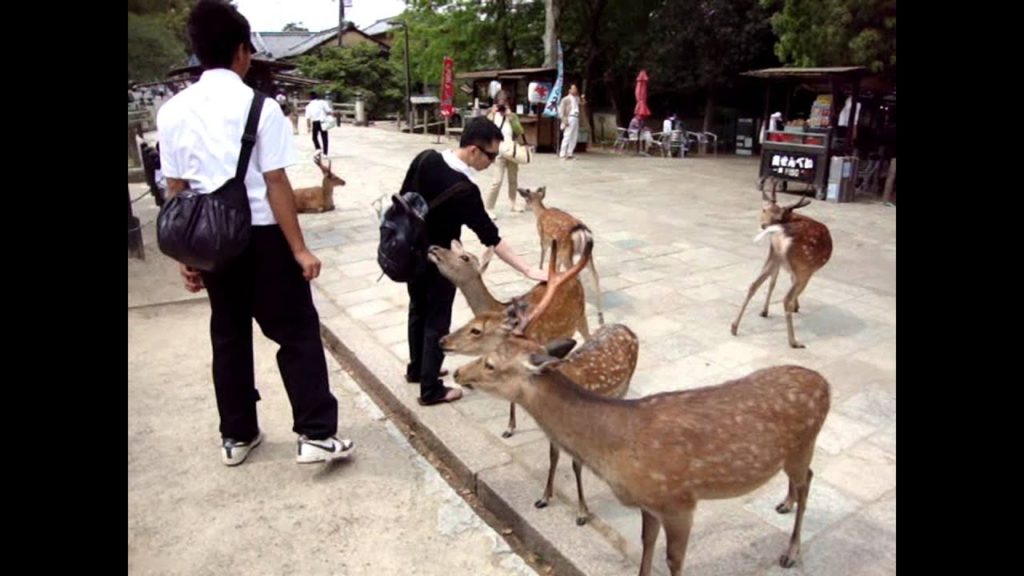 Nara Deer Park, Japan (bowing deer) :D