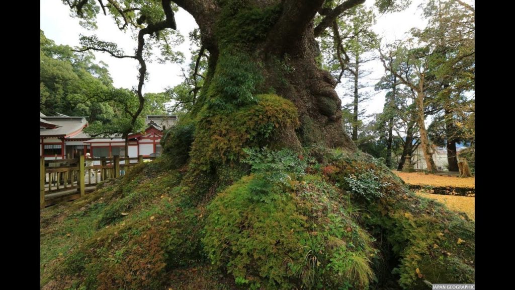 JG 4K HDR 鹿児島 蒲生のクス (特別天然記念物) Kagoshima Kamo Kusu(Special Natural Monument)
