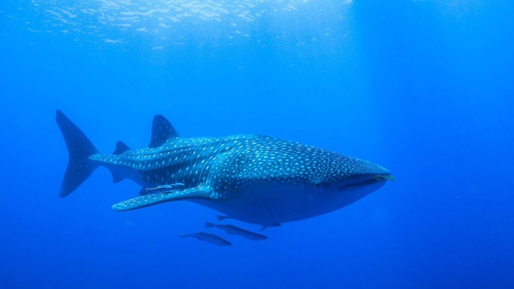 Swimming with the BIGGEST fish in the world!!!  Sailing Vessel Delos Ep. 131