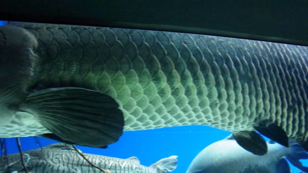 Aquarium Travel Onneyu Hokkaido japan 【北海道　観光　水族館】 東南アジアの魚がでかい！おんねゆ温泉「山の水族館」