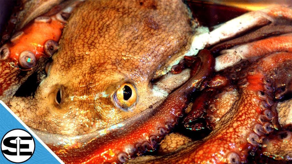 Top 5 Japanese Street Foods In Kyoto