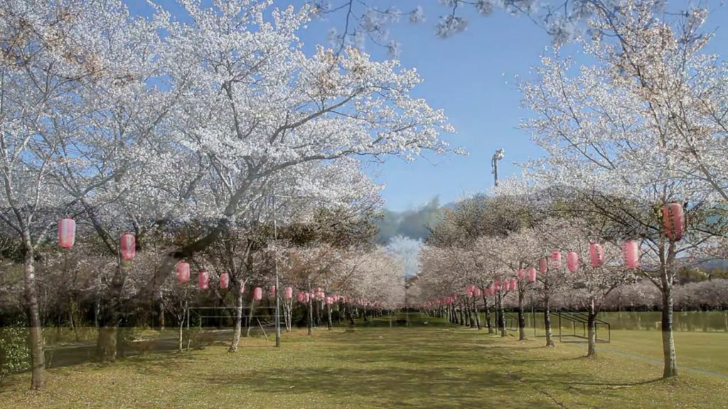 Cherry blossoms at Tadamoto Park in Kagoshima prefecture [HD]