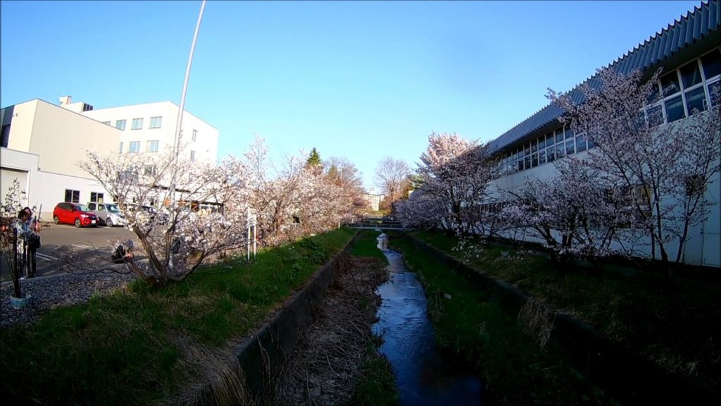 [Sakura Sapporo] 2017 5月4日 札幌 桜の名所 寒地土木研究所 千島桜並木 一般公開