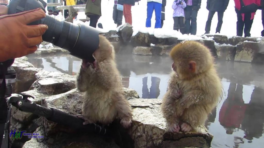 Snow Monkeys of Nagano, Japan