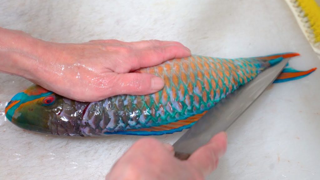 Japanese Street Food 🐠Parrot Fish Sashimi 🍣Okinawa Seafood Cuisine(2019) 日本料理 青衣鱼刺身 鹦嘴鱼苏眉 冲绳海鲜街头美食 Japanese Street Food 🐠Parrot Fish Sashimi 🍣Okinawa Seafood Cuisine(2019) 日本料理 青衣鱼刺身 鹦嘴鱼苏眉 冲绳海鲜街头美食