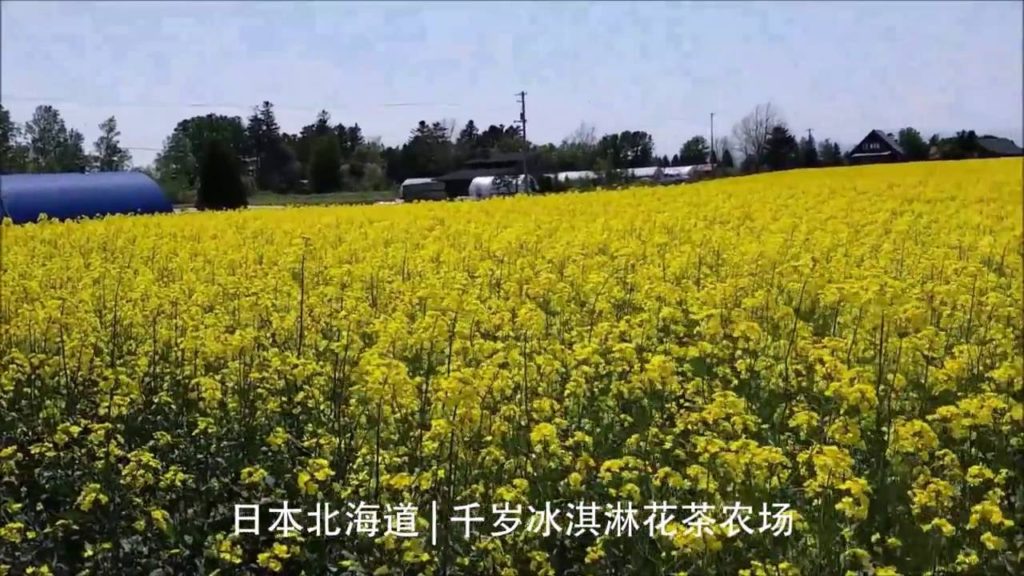 ▶Travel ▶Hokkaido 2016 ▶日本北海道 | 5月春季旅程