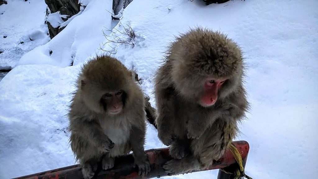 Jigokudani Snow Monkey Park 地獄谷野猿公苑  Nagano, Japan - Snow Monkey 1-Day Pass information scan