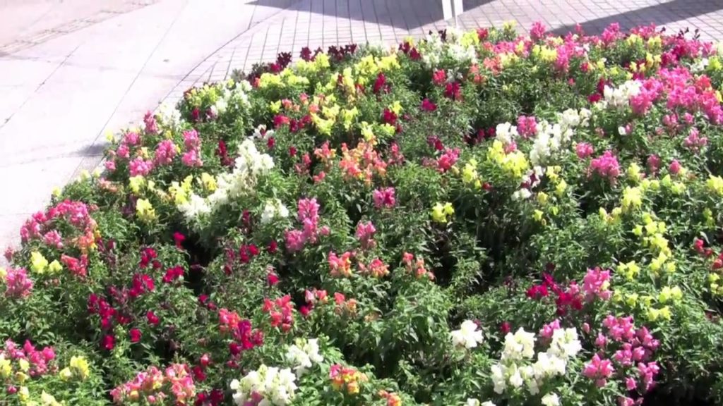 Kagoshima Japan 2009