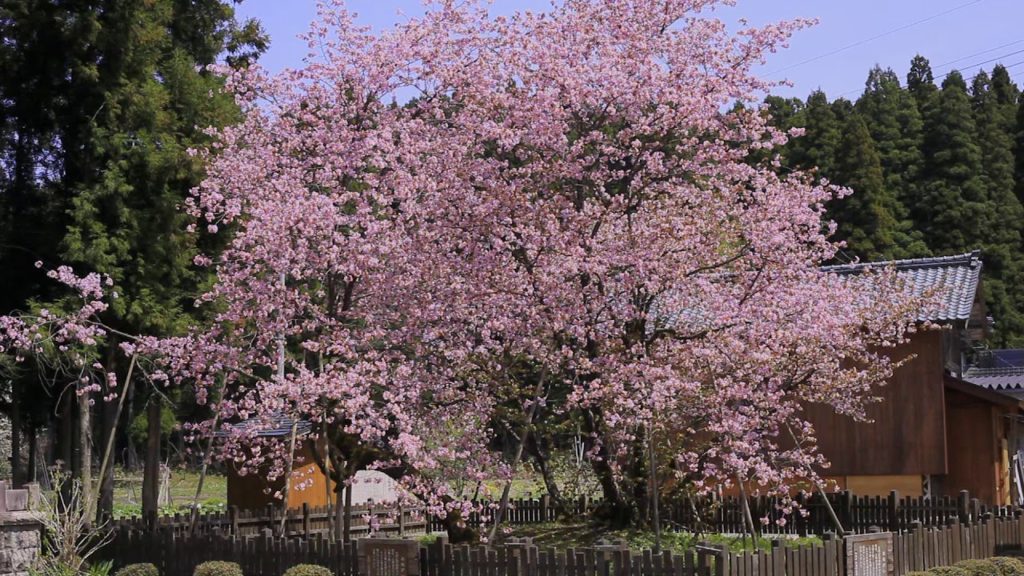 JG☆☆新潟 極楽寺の野中桜(天然記念物) Niigata,Nonakazakura at Gokurakuji(Natural Monument)