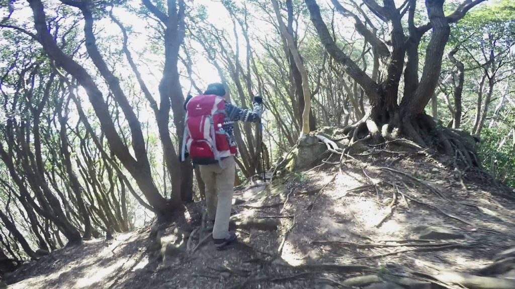 Thick forest! Oku Numazu alpus 2.7K ShizuokaJapan 奥沼津アルプス北行き ウバメガシの群生稜線を行く Thick forest! Oku Numazu alpus 2.7K ShizuokaJapan 奥沼津アルプス北行き ウバメガシの群生稜線を行く