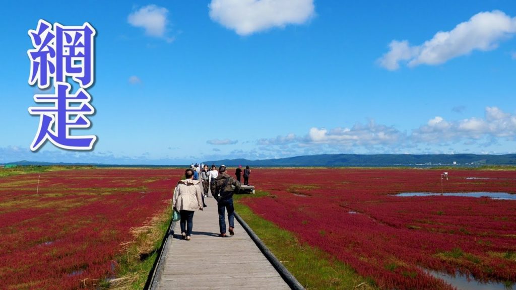 HOKKAIDO【Autumn colors】Samphire and Cosmos of Abashiri Quasi-National Park 能取湖. #4K #サンゴ草