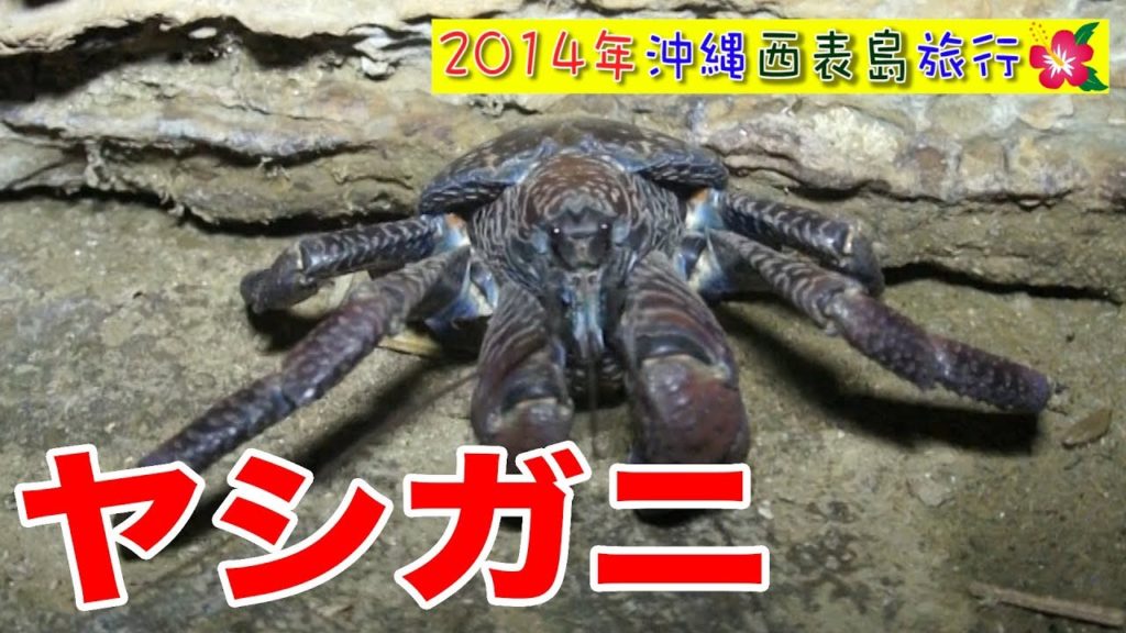 2014年沖縄西表島旅行３日目　Travel to beautiful Iriomote Island in Okinawa