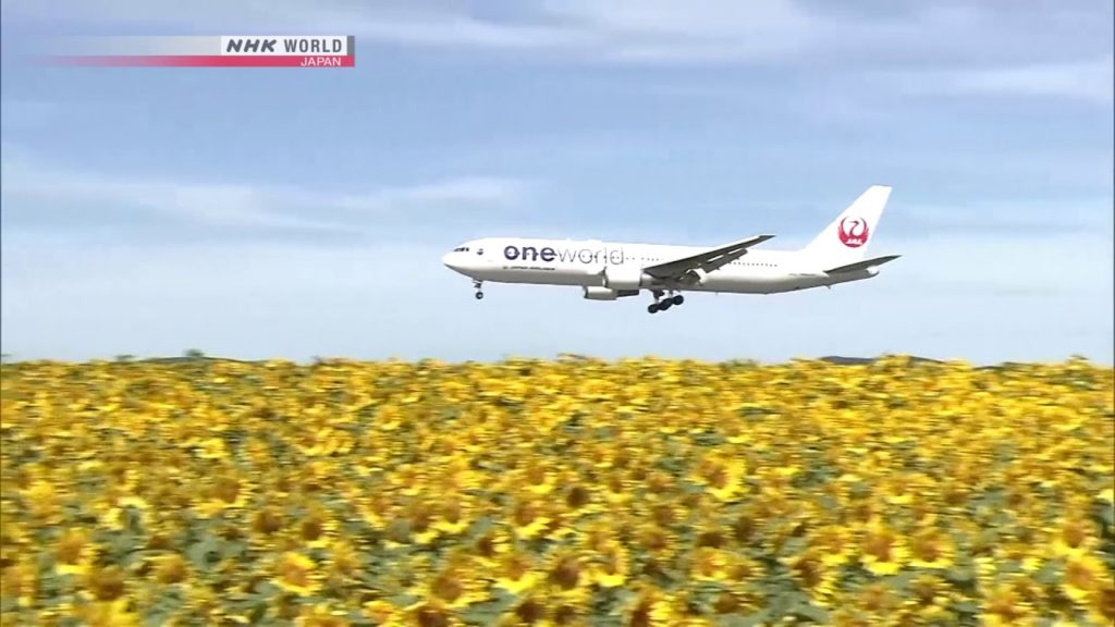 Fields of sunflowers next to Memanbetsu Airport, Hokkaido