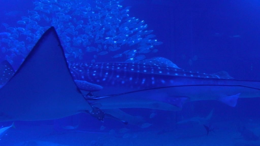JAPAN Travel Guide, Travel to OsakaOsaka Aquarium, Whale Shark,오사카 가이유칸 수족관 고래상어
