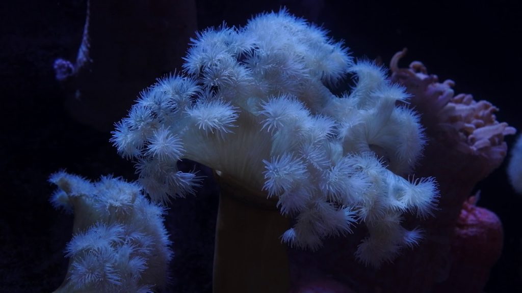 JAPAN Travel Guide, Travel to Osaka,Kaiyukan Aquarium,Coral,오사카 가이유칸 수족관 산호