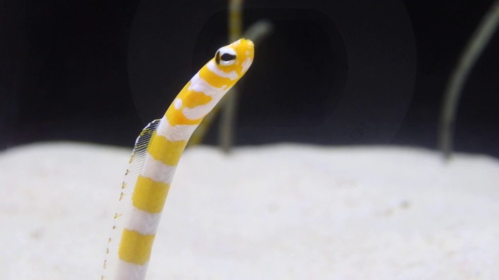 JAPAN Travel Guide, Travel to Osaka,Kaiyukan Aquarium,Coral,standing fish오사카 가이유칸 수족관 8