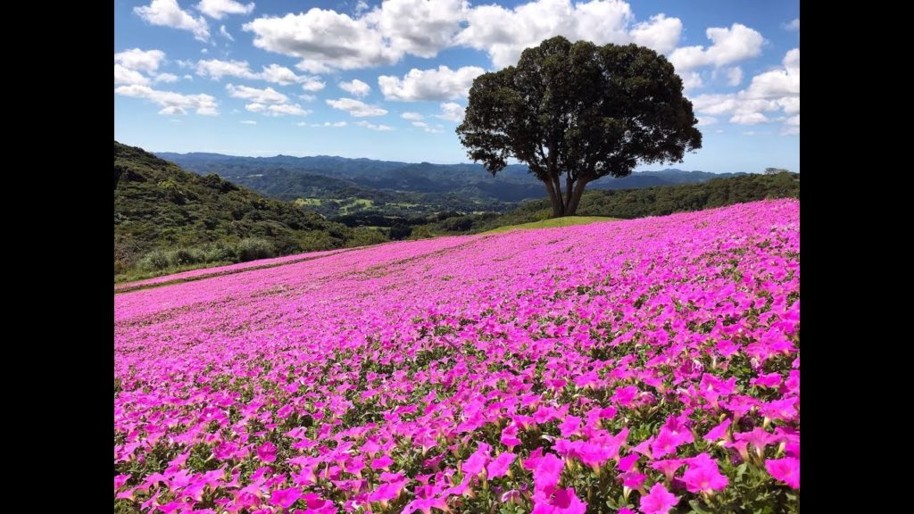 Timelapse of Petunia field in Mother Farm マザー牧場ペチュニアタイムラプス