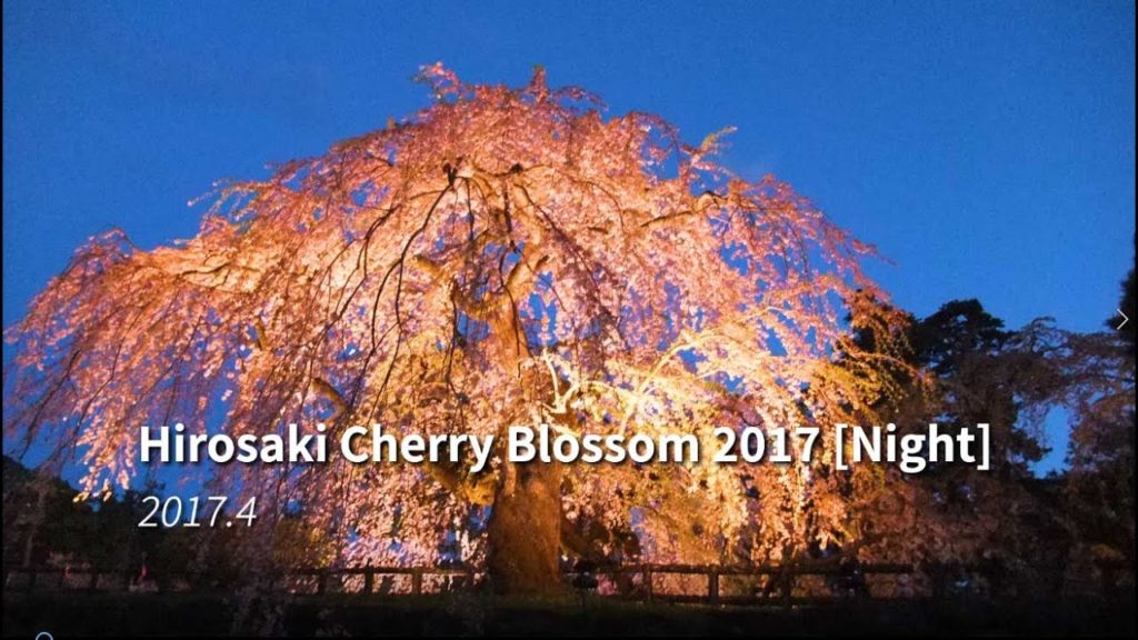 Hirosaki Cherry Blossom 2017 [Night]