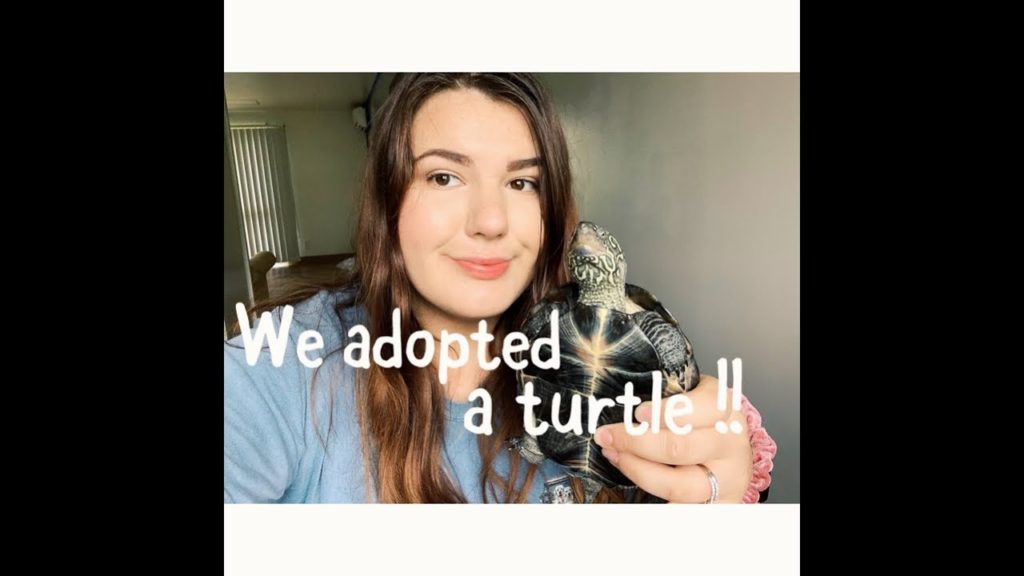 We Adopted Turtles! | Japan Travel Vlog