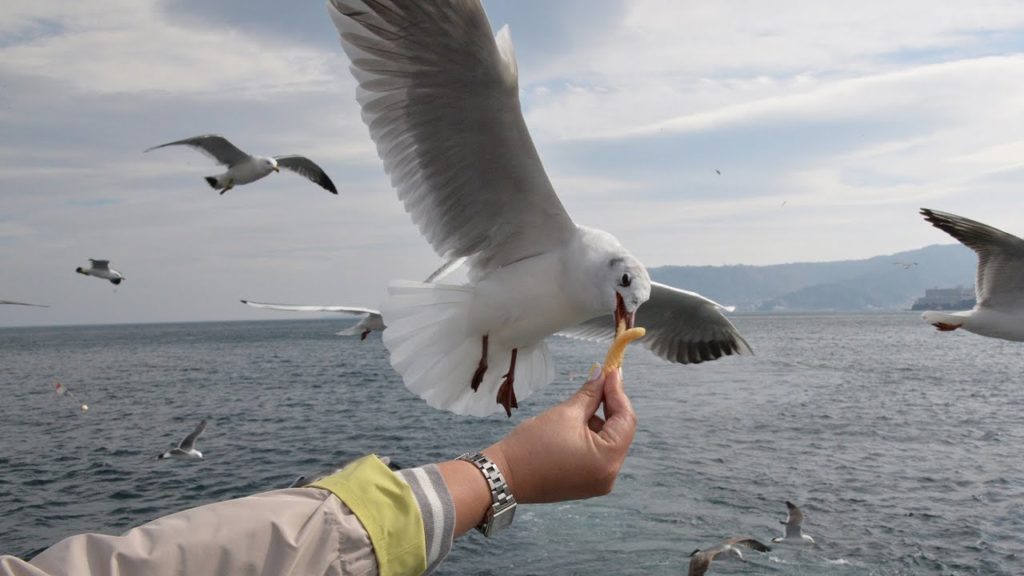 失った猛禽類のプライド Atami tour boat:熱海の旅 Journey to Aatami