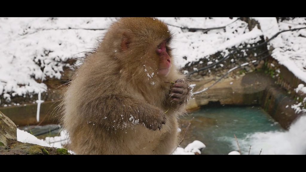 Early winter trip in Yamanouchi town, Nagano | cinematic video