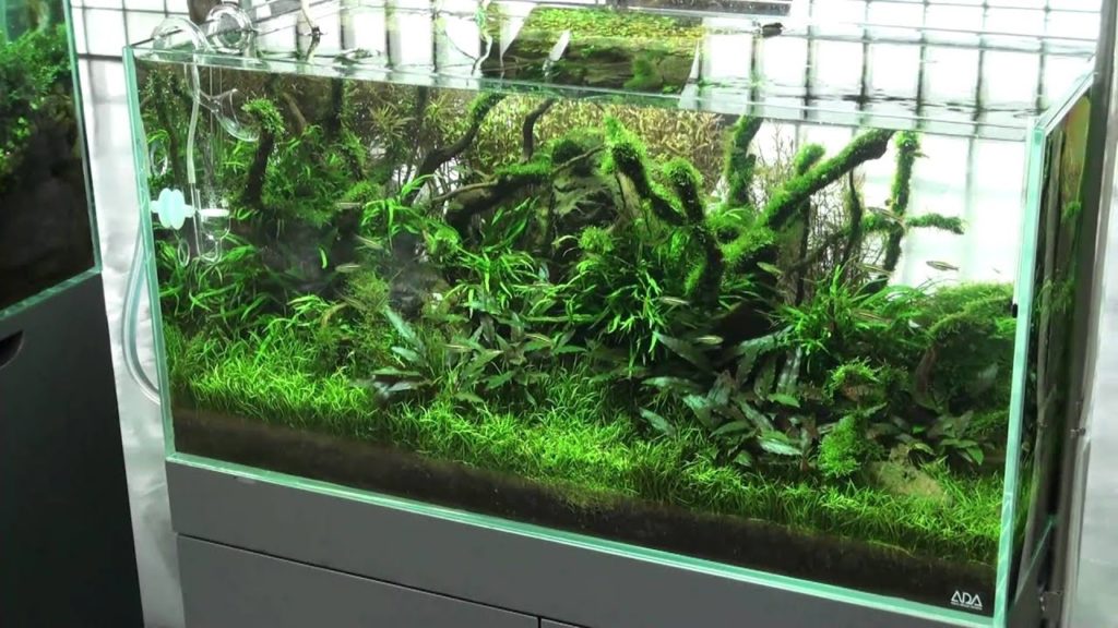 ADA Gallery - January 2011