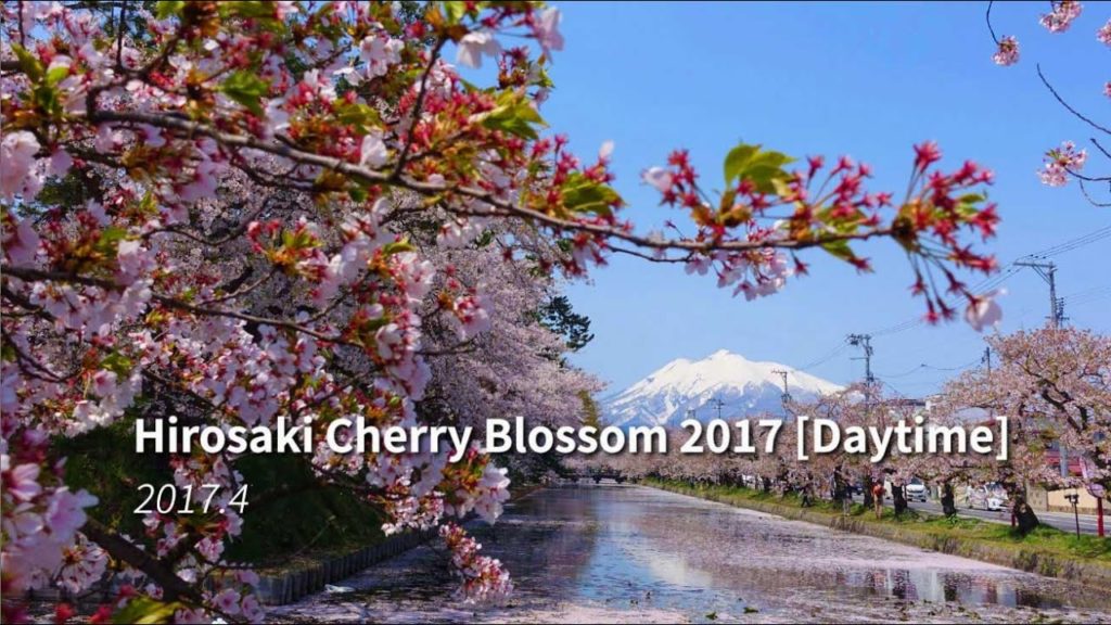 Hirosaki Cherry Blossom 2017 [Daytime]
