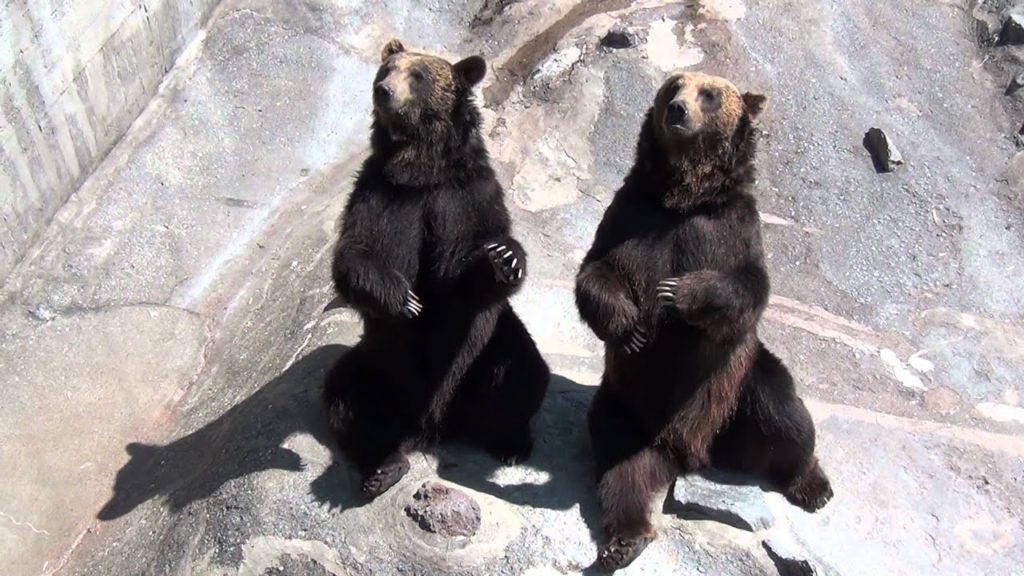 Hokkaido Travels 北海道旅行 登別のぼりべつクマ牧場