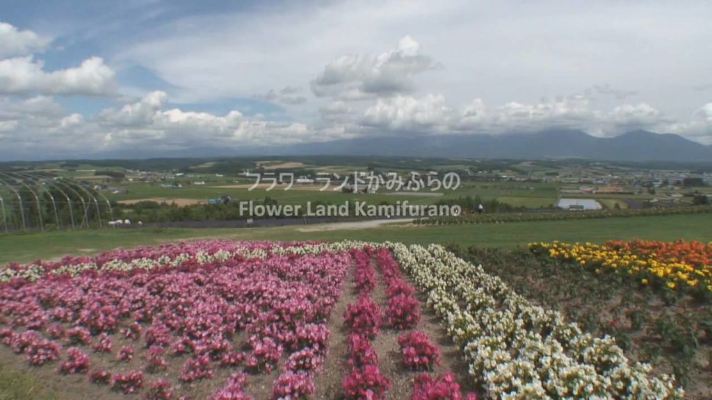 富良野　ラベンダーの季節　Flower and Lavender Fields.  Furano Hokkaido, Japan