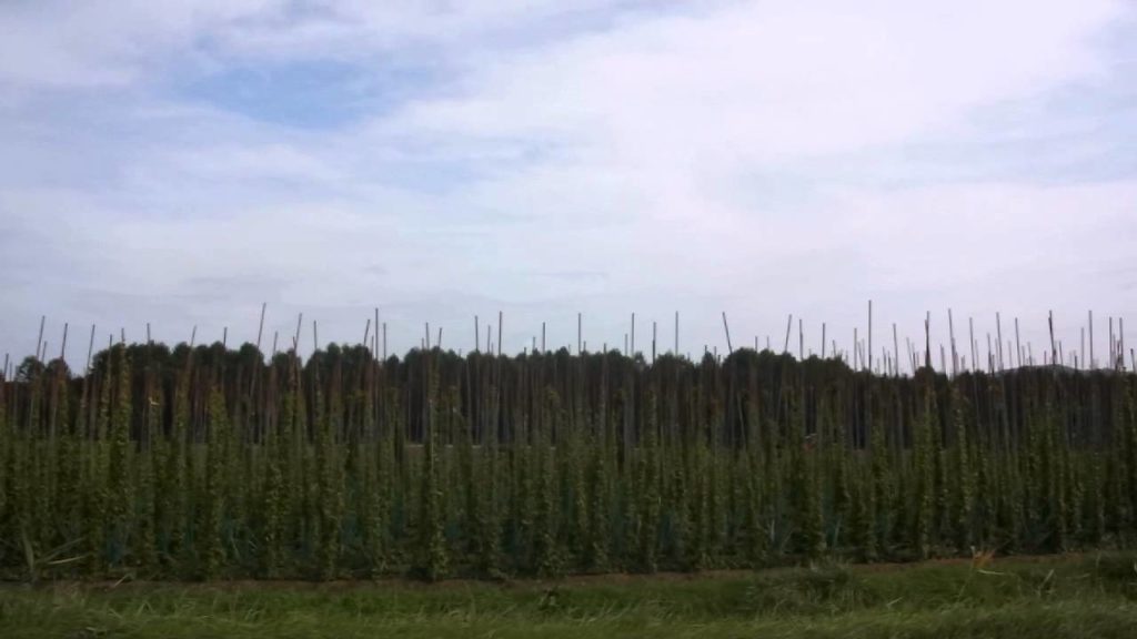 [Yam field Kitami Hokkaido Japan] 長いもの畑。北海道北見周辺
