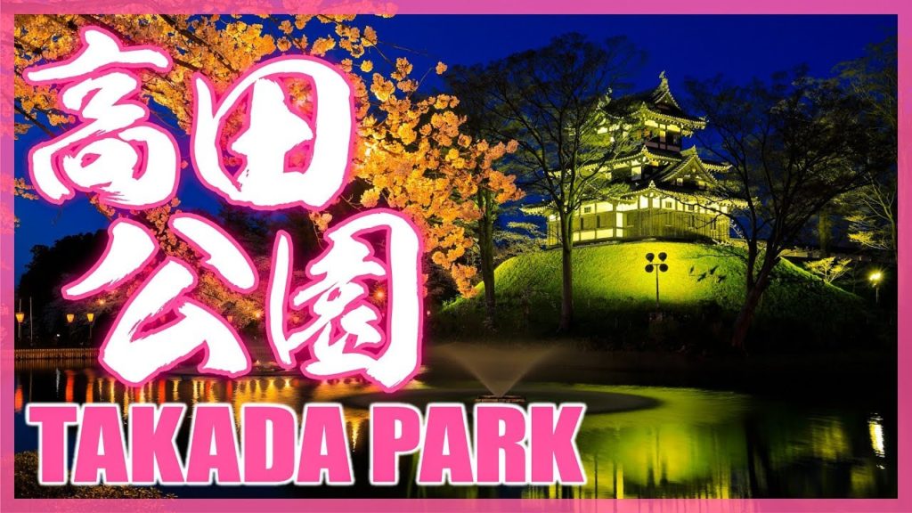 Sakura's Full Bloom in Takada Park (Niigata) 新潟高田公園