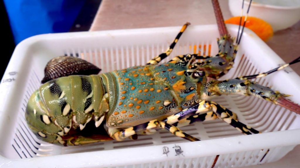 Japan Seafood Cuisine🌈Giant Colorful Lobster Sashimi(2019)🦞彩虹锦绣龙虾刺身 金枪鱼大腩 冲绳海鲜 Street Food Okinawa