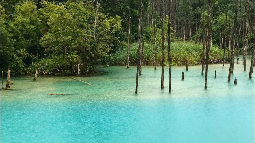 Blue Pond in Biei, Hokkaido Vlog # 048