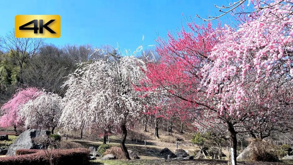万葉庭園の枝垂れ梅 Twig Plum, Weeping Japanese Apricot : 三毳山 (みかも山公園) 栃木県佐野市黒袴町 : 4K