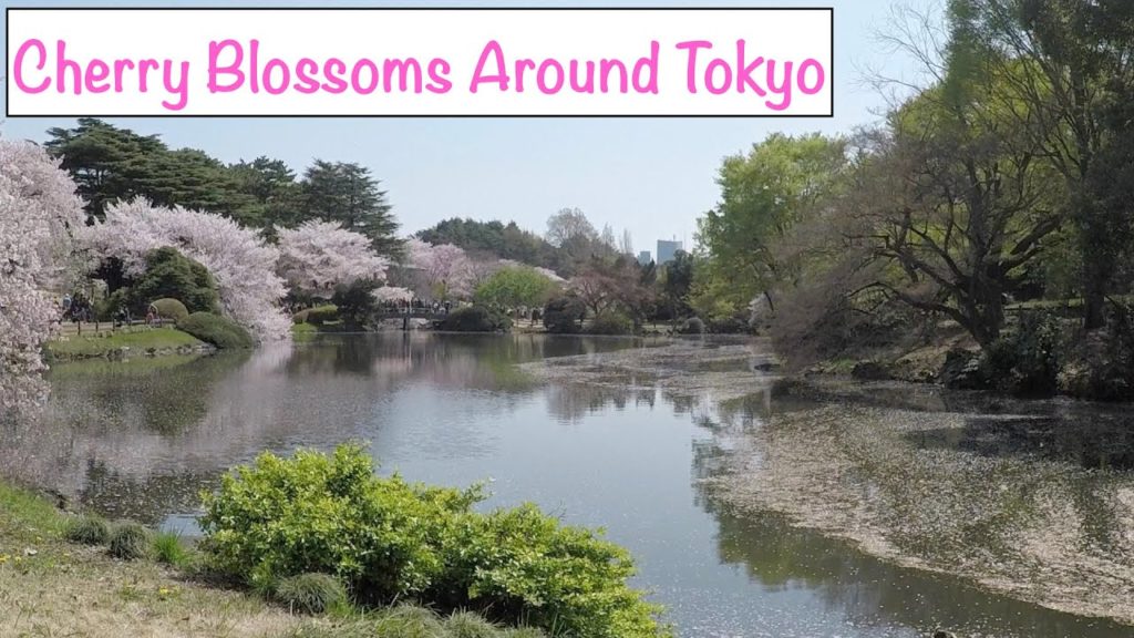 Japan Day 2: Japanese Breakfast, Cherry Blossoms, Cat Cafe, Shibuya, Ginza, and Karaoke