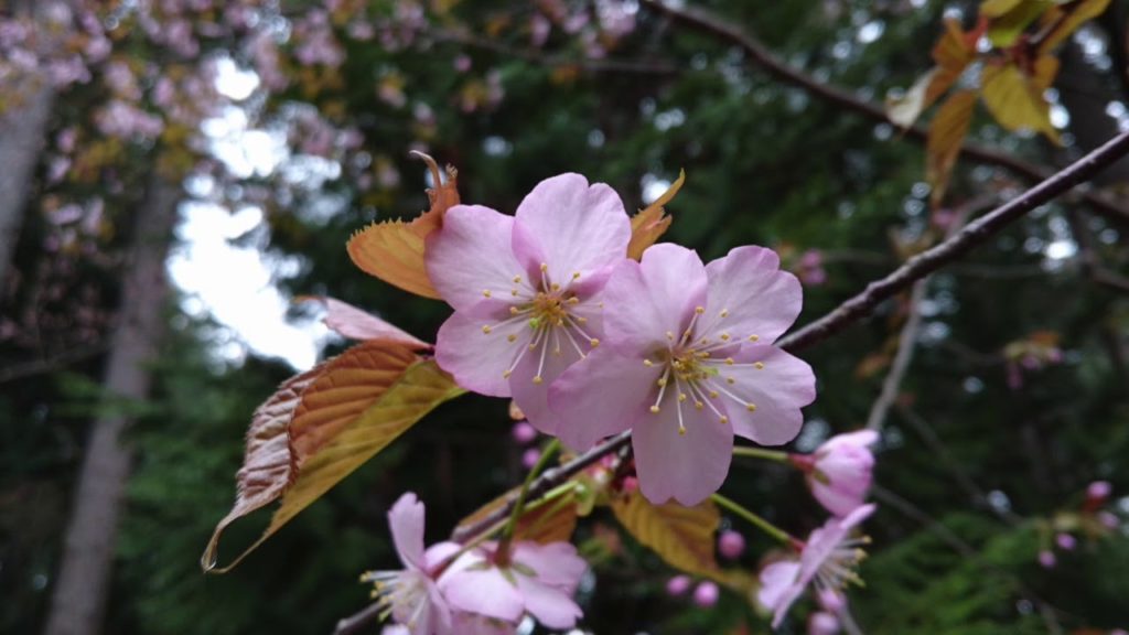 【Japan Trip】I went to see cherry blossoms in Hokkaido Shrine Sapporo Hokkaido Japan.北海道神宮の桜を見に行ったよ〜