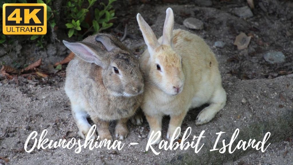 Visiting Okunoshima - Rabbit Island - Japan - 4K