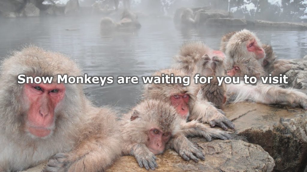 Snow Monkey Park in Nagano