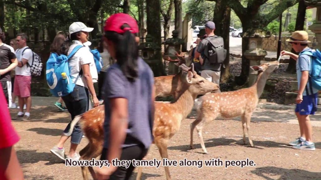 History of Nara, Japan | voicecream Nara