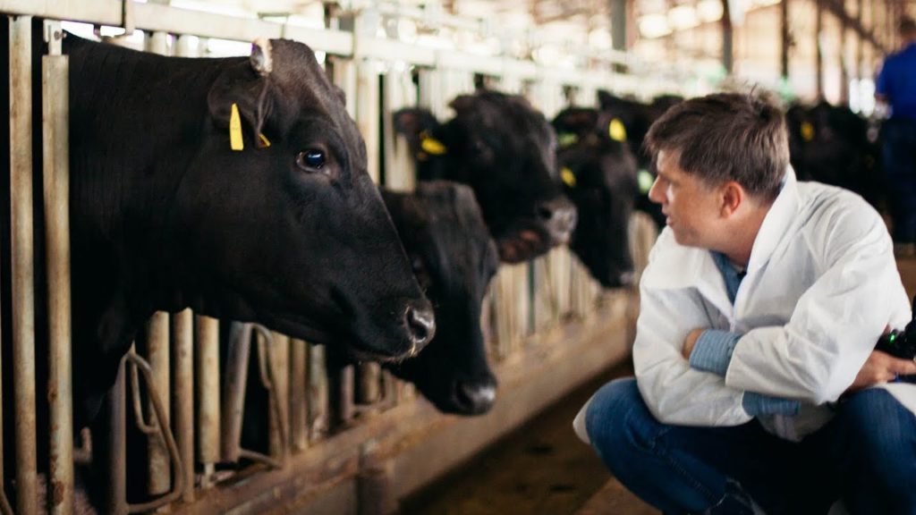 The History of Japanese Wagyu Cattle (Kuroge Wahshu)