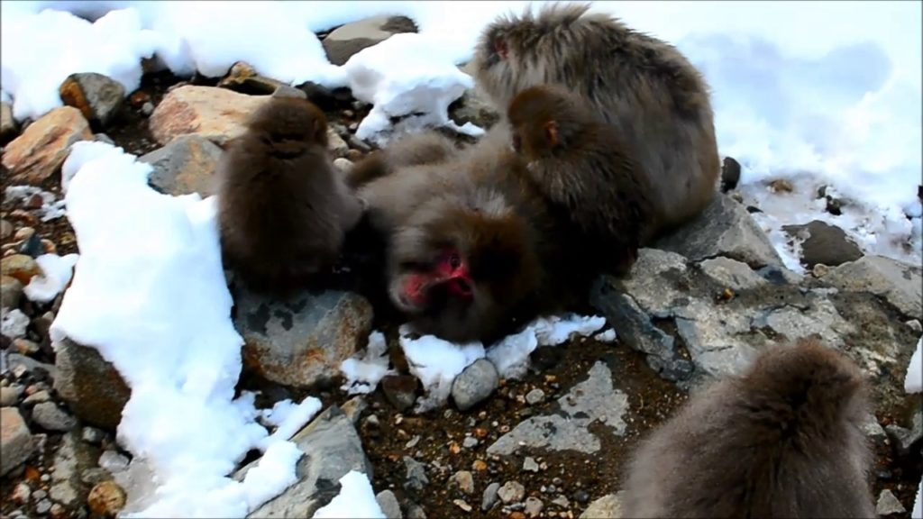 Snow monkey, Nagano