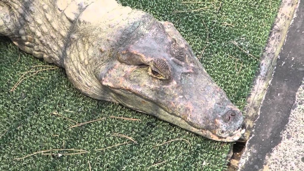 Hells of Beppu 🌟 Beppu Jigoku Meguri 🌟 Japanese Hell Tour 🌟 別府地獄めぐり 🌟 Japan As It Truly Is