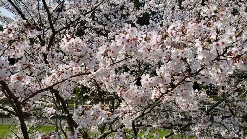 朝花見バイクツーリング2019 Cherry Blossom, Morning Ride, motorcycle touring Japan