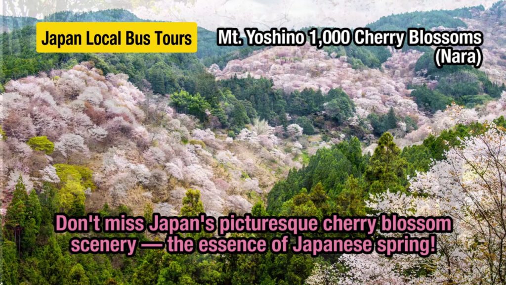 YOKOSO Japan Tour -- Sakura(Cherry blossoms)