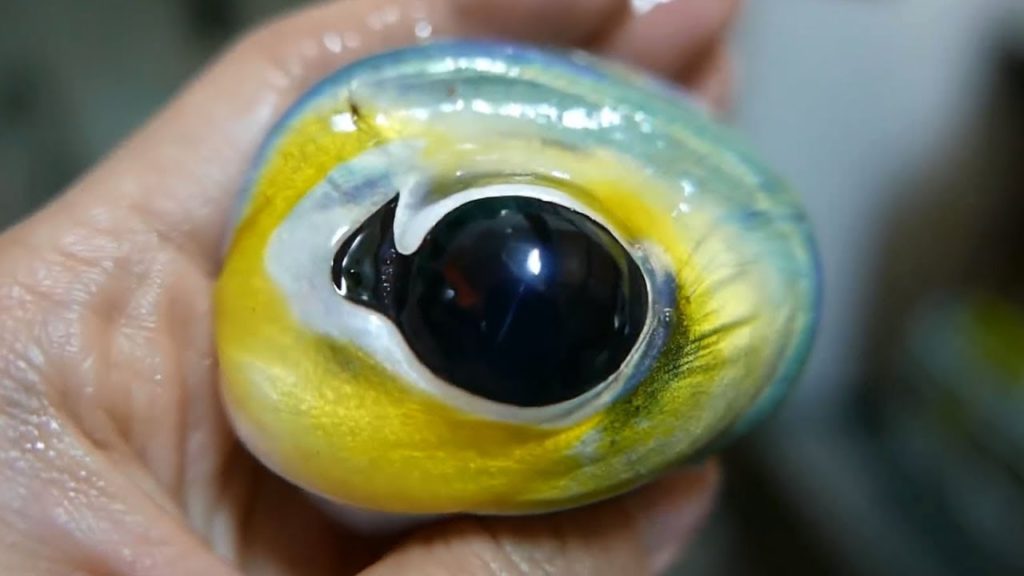 CUTTLEFISH Ink Pasta Kebab Okinawa Japan - Japanese Street Food